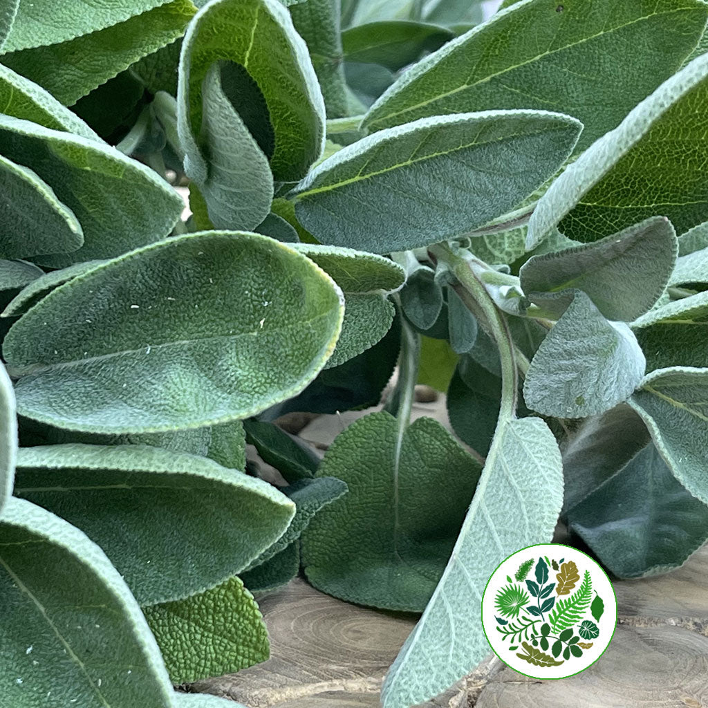 Sage 'Green Herb' (Cultivated E) 50cm (x10)
