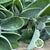 Sage Herb Green E 50cm (x10)