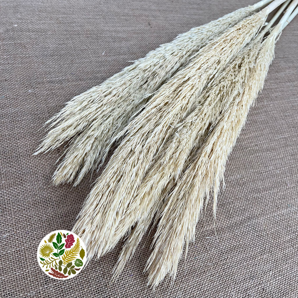 Grass &#39;Reed Grass&#39; (Half Bleached) (DRY) (Premium Quality) (x5)