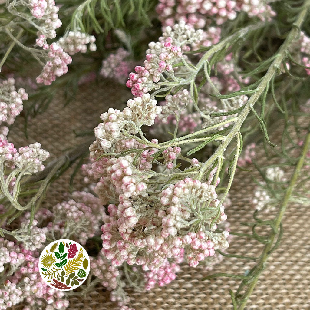 Rice Flower 'Pink' (DRY)