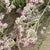 Rice Flower 'Pink' (DRY)