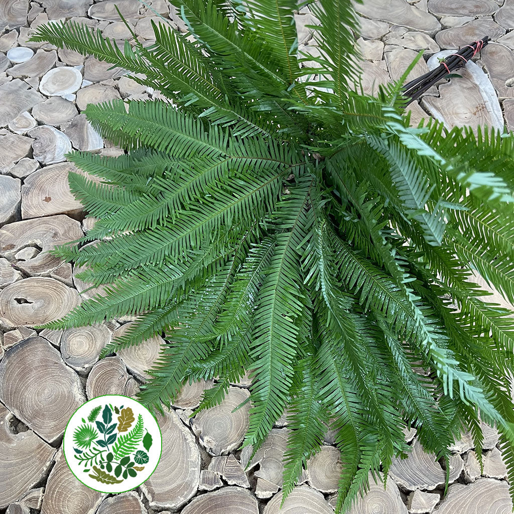 Fern &#39;Umbrella Fern&#39; (x10)