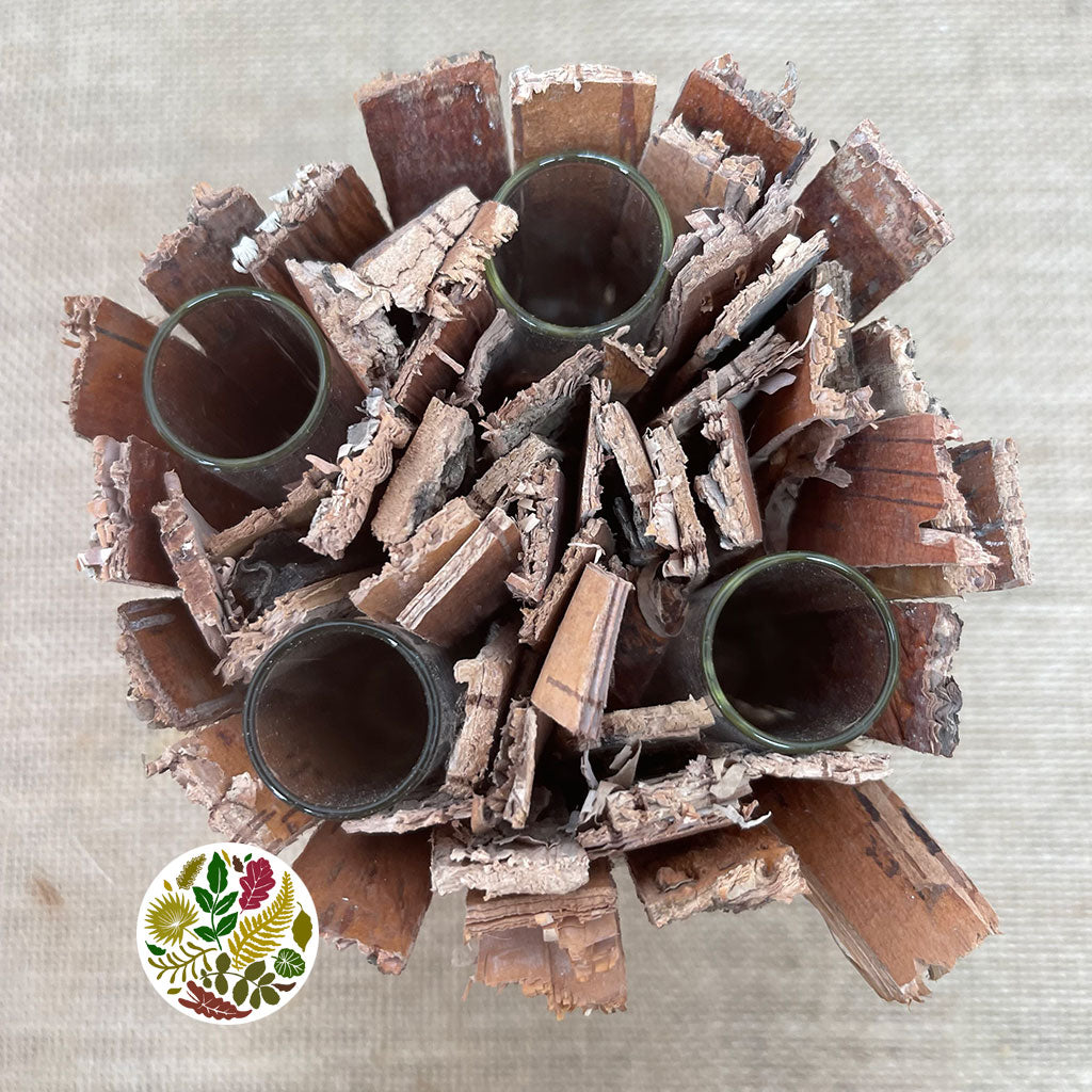 Birch Bark 'Pot' (4 test Tubes) (D10cm x H16cm)