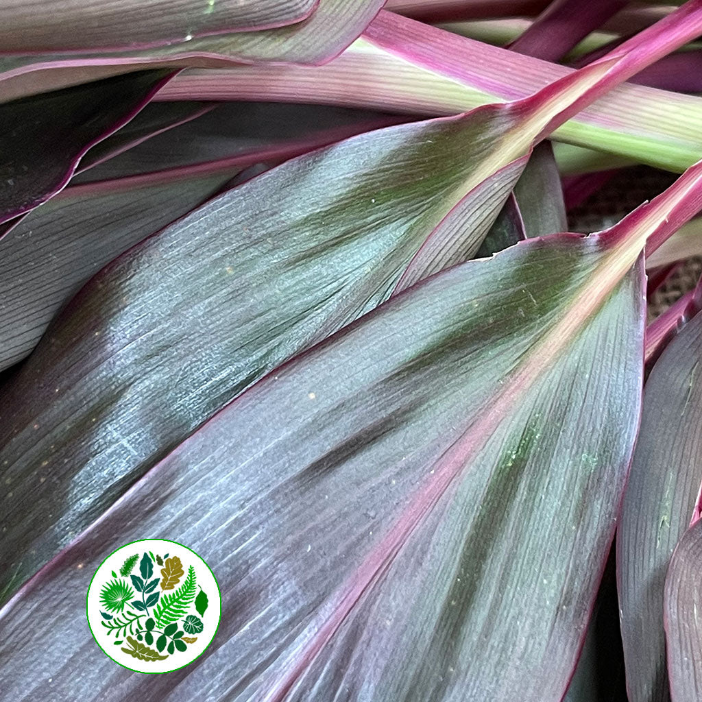 Cordyline Tips &#39;Red Sister&#39; Small 60cm (x10)