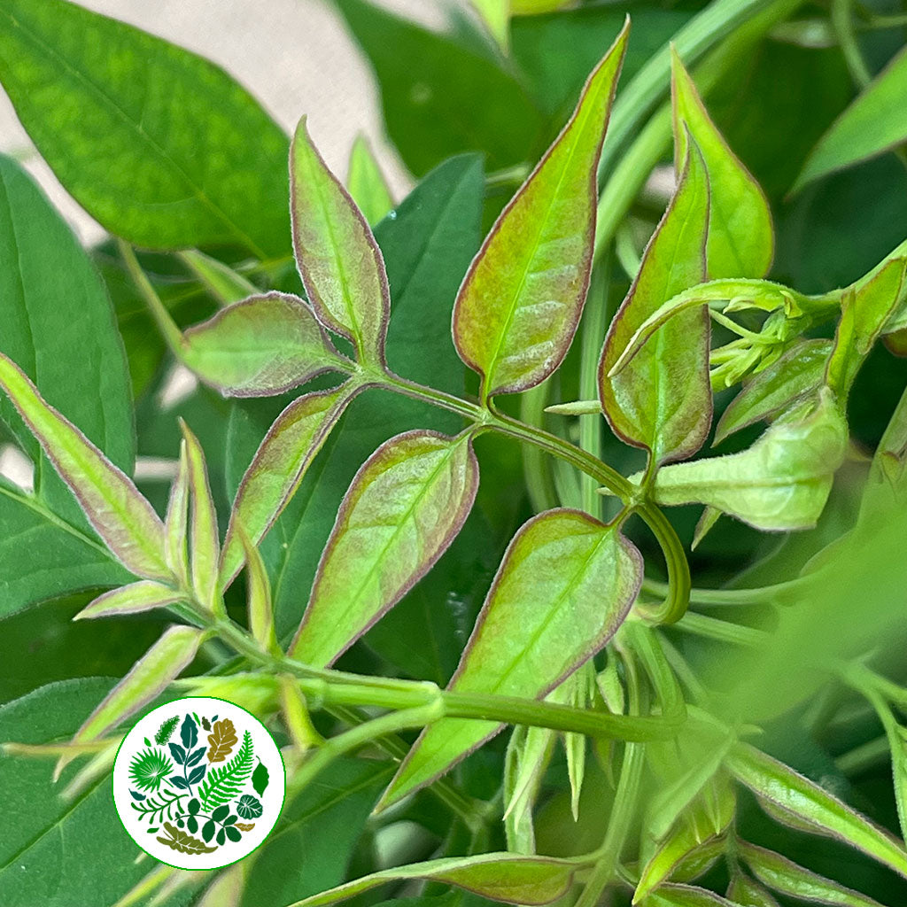 Jasmine &#39;Foliage&#39; Trailing (Cultivated E) (x10)