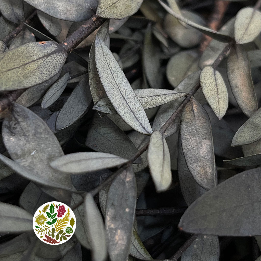 Eucalyptus &#39;Parvifolia&#39; (Preserved) (Green) (DRY)