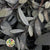 Eucalyptus 'Parvifolia' (Preserved) (Green) (DRY)