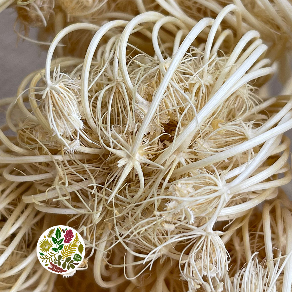 Ammi &#39;Dill&#39; (Bleached) (DRY) 55cm (x5) (Various Sizes)
