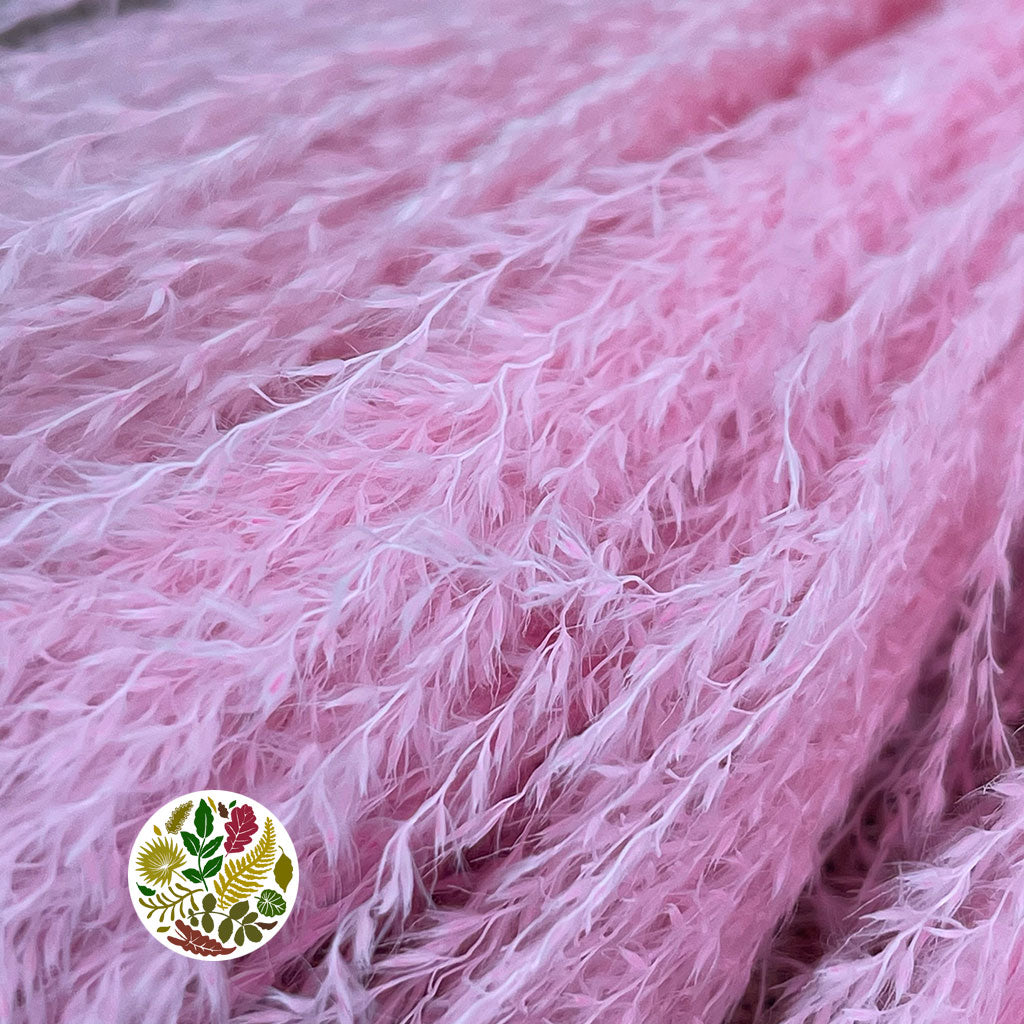 Grass 'Miscanthus' (Light Pink) (Bleached) (DRY) 75cm (x10)