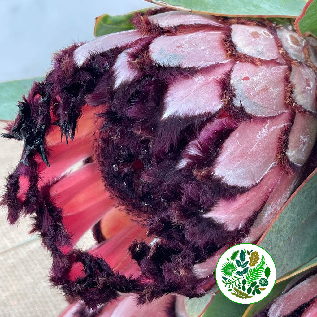 Protea &#39;Barbigera&#39; (Didi) 50cm (Per Stem)
