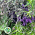 Herb 'Mix' BQ 400g
