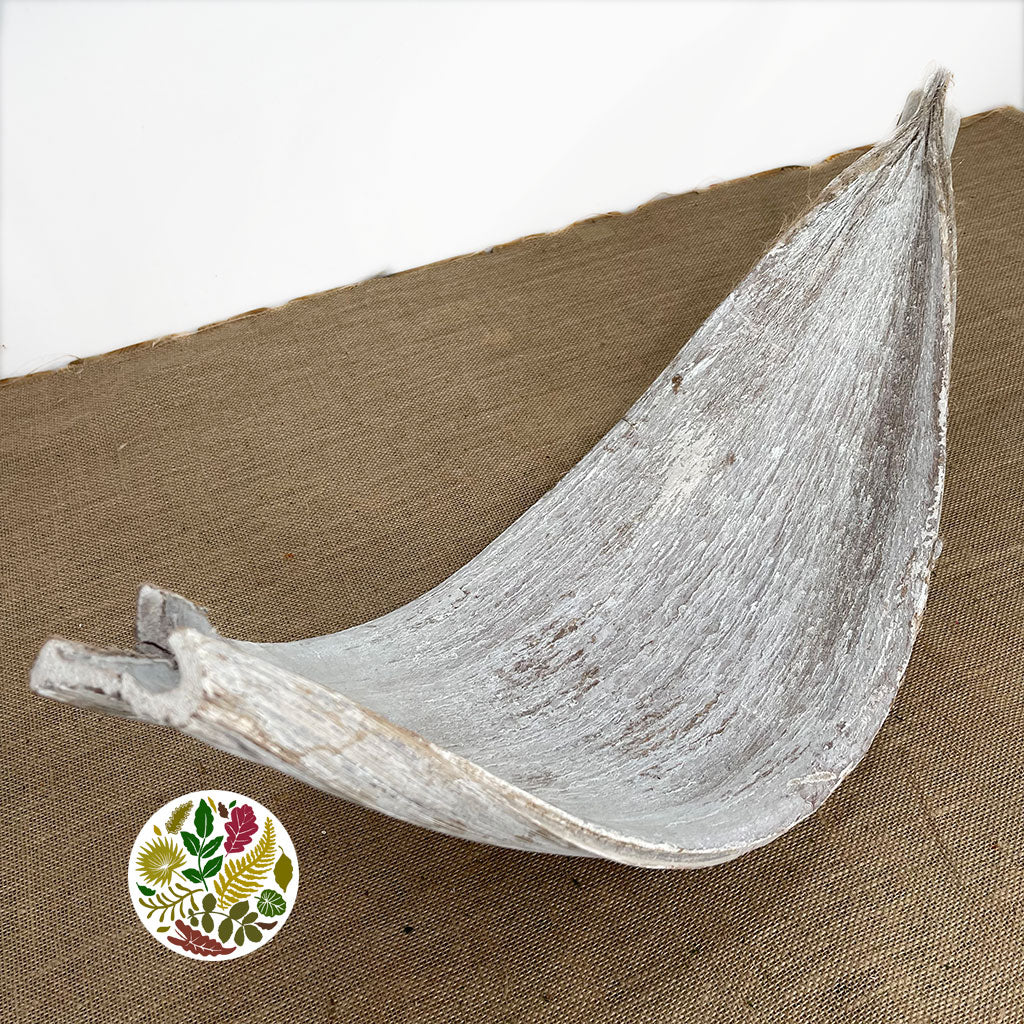 Coconut 'Galara Big' (White Wash) (DRY)