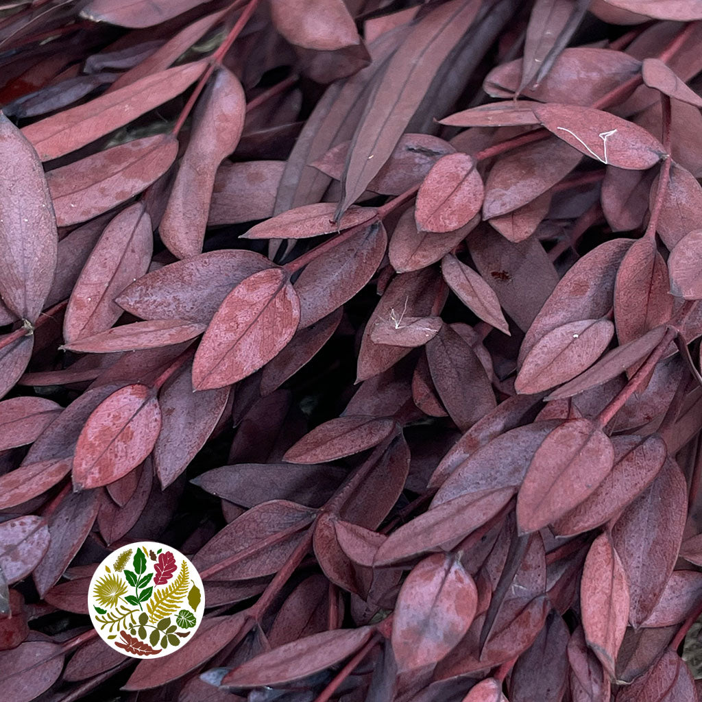 Eucalyptus 'Parvifolia' (Preserved) (Red) (DRY)
