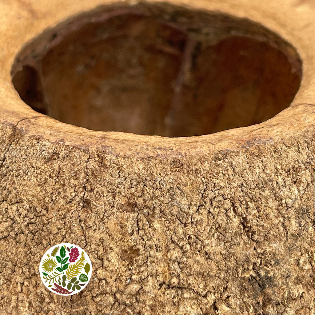 Nuts 'Chapeuzinho Pod' (Natural) (DRY) (D10-14cm)