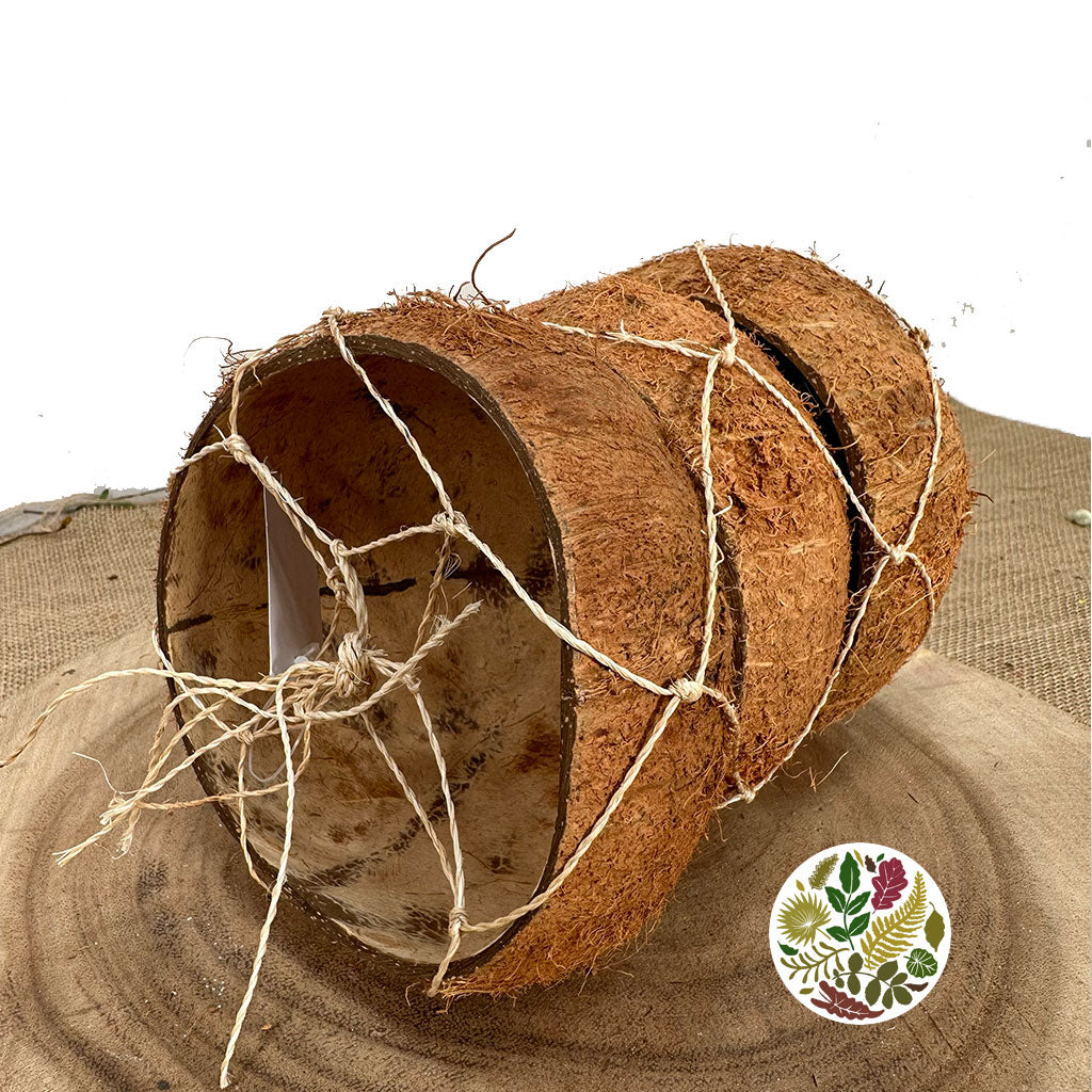 Coconut 'Hairy' (Half) (DRY) (3pcs)