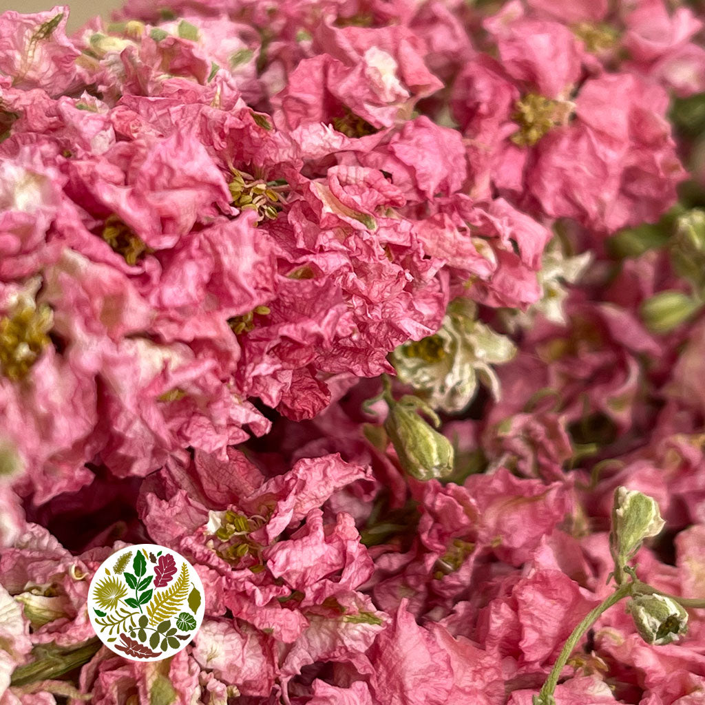 Delphinium 'Flowers' (Natural Pink) (DRY)