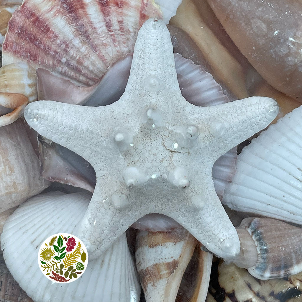 Shells Midrib Assortment (20cm x 9cm)