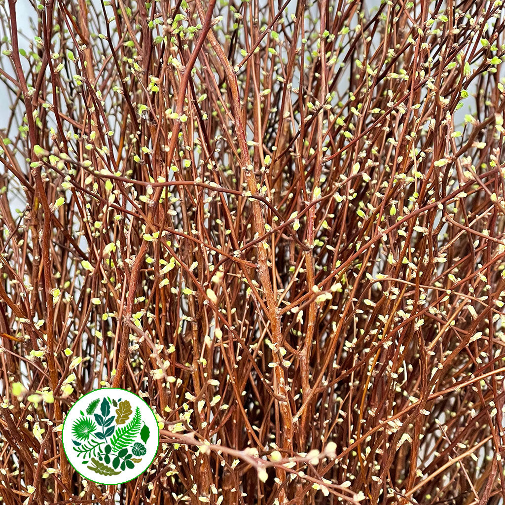Spiraea &#39;Snowmound&#39; 90cm