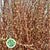 Spiraea 'Snowmound' 90cm