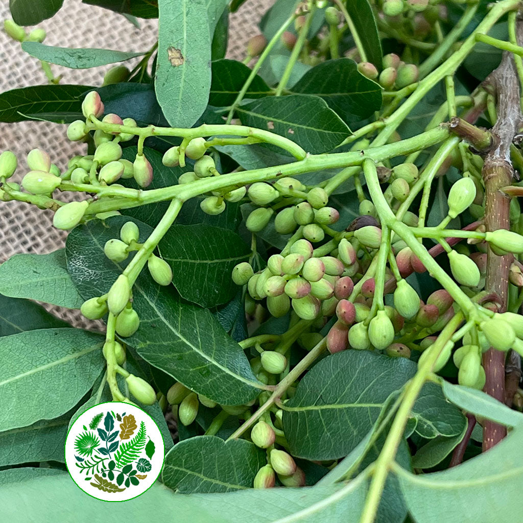 Pistache &#39;Berries&#39; (Italian)