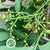 Pistache 'Berries' (Italian)