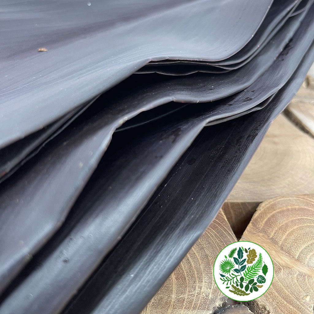 Cordyline &#39;Black Tie&#39; Leaves (x10)