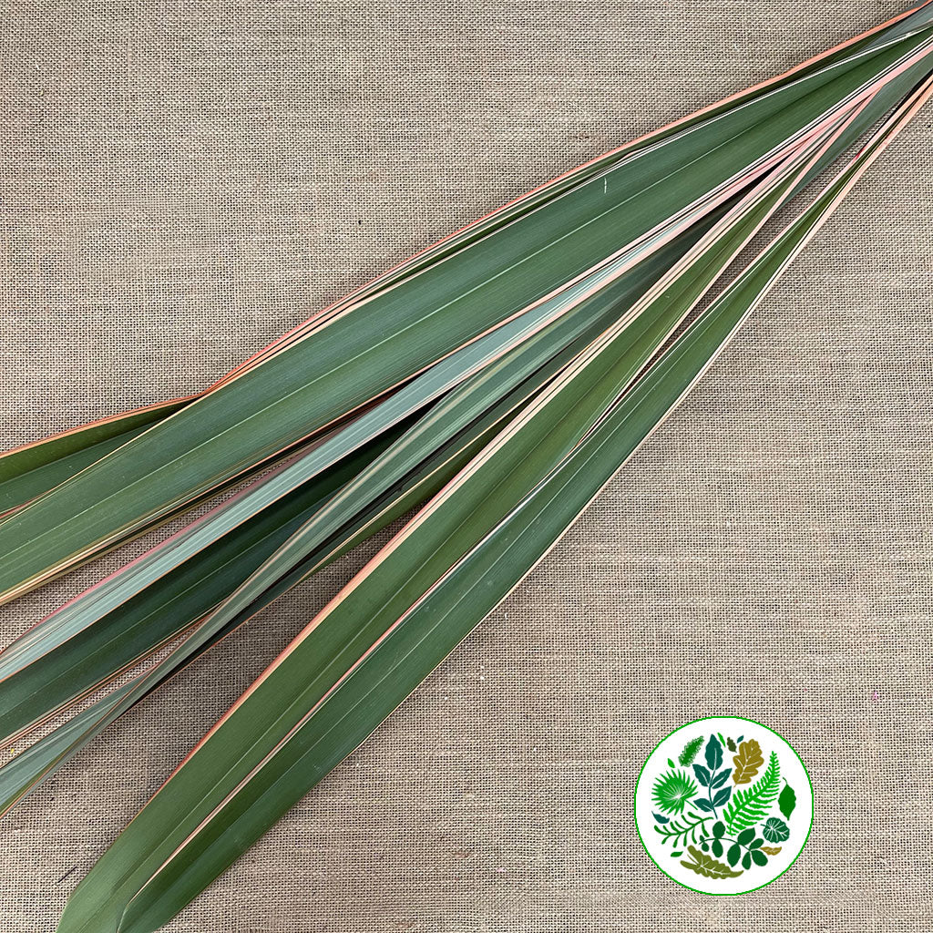 Phormium &#39;Leaves&#39; (Red Aspirated) 1m (x10)