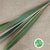 Phormium 'Leaves' (Red Aspirated) 1m (x10)