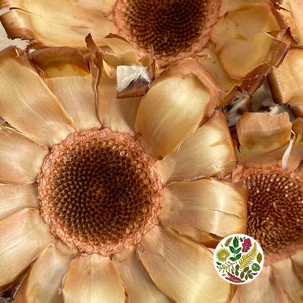 Protea &#39;Barbigera&#39; (Base) (DRY) (Natural) (x4)