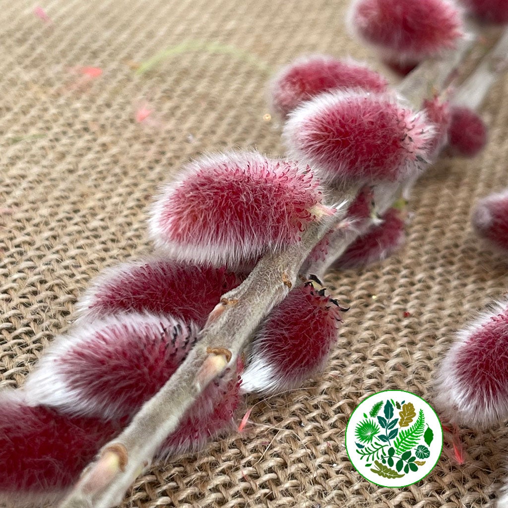 Pussy Willow &#39;Red Passion&#39; (Various Sizes)