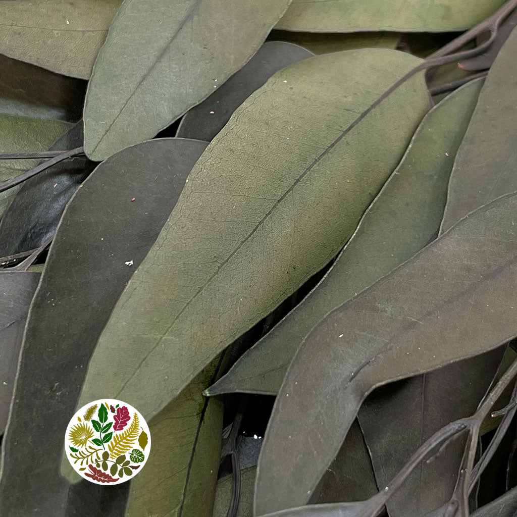 Eucalyptus &#39;Willow&#39; (Green) (DRY) (Preserved)