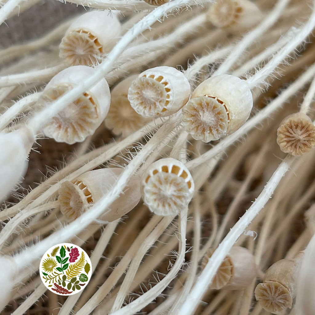 Poppy 'Heads' (Bleached) (Various Sizes) (DRY)