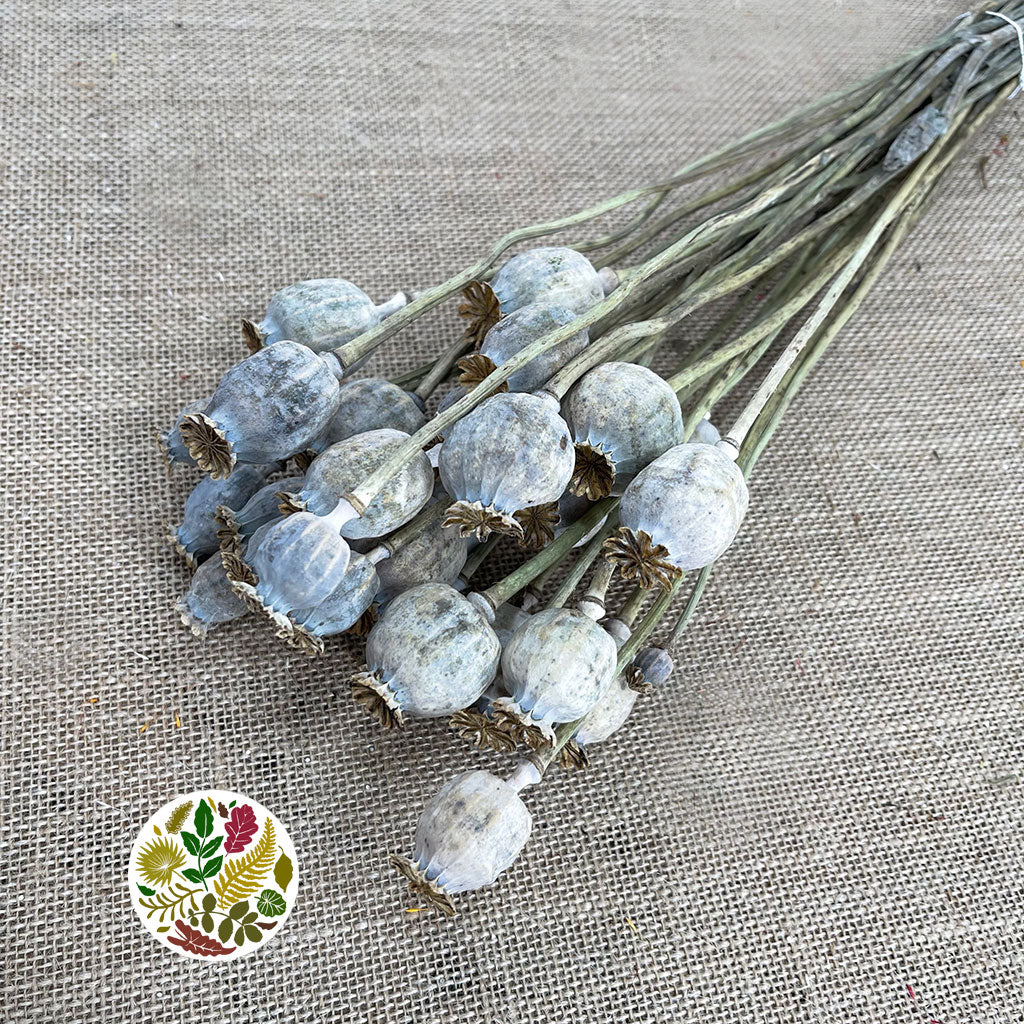 Poppy &#39;Heads&#39; (Natural) (Various Sizes) (DRY)