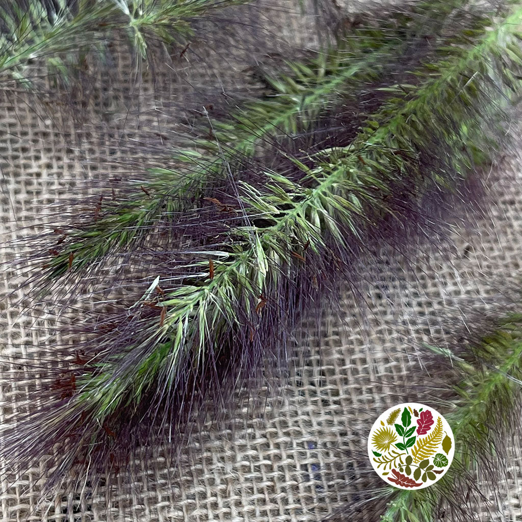 Grass 'Pennisitum' (Black Beauty) (Various Sizes)