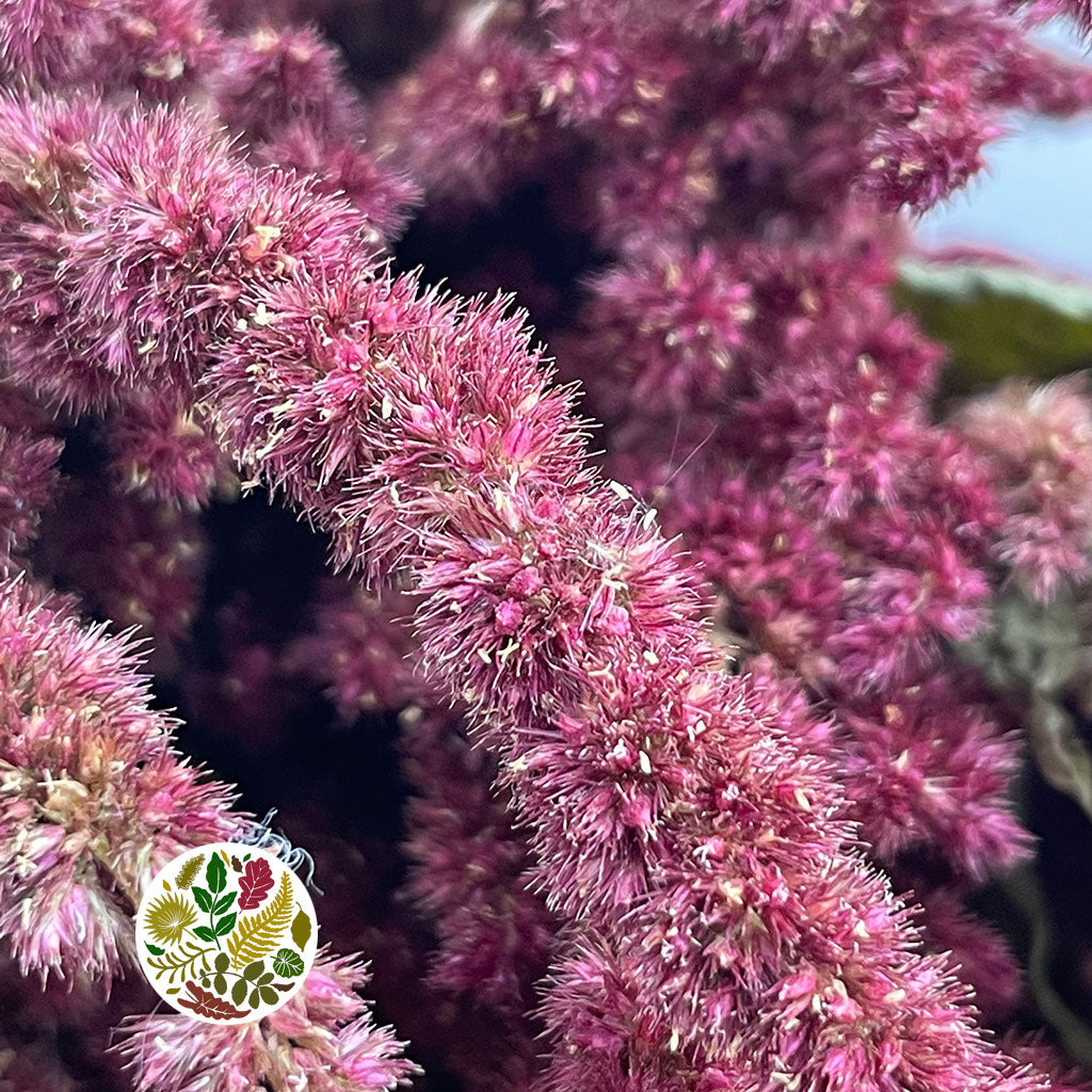 Amaranthus &#39;Flower&#39; (Natural Red) (DRY) 50cm