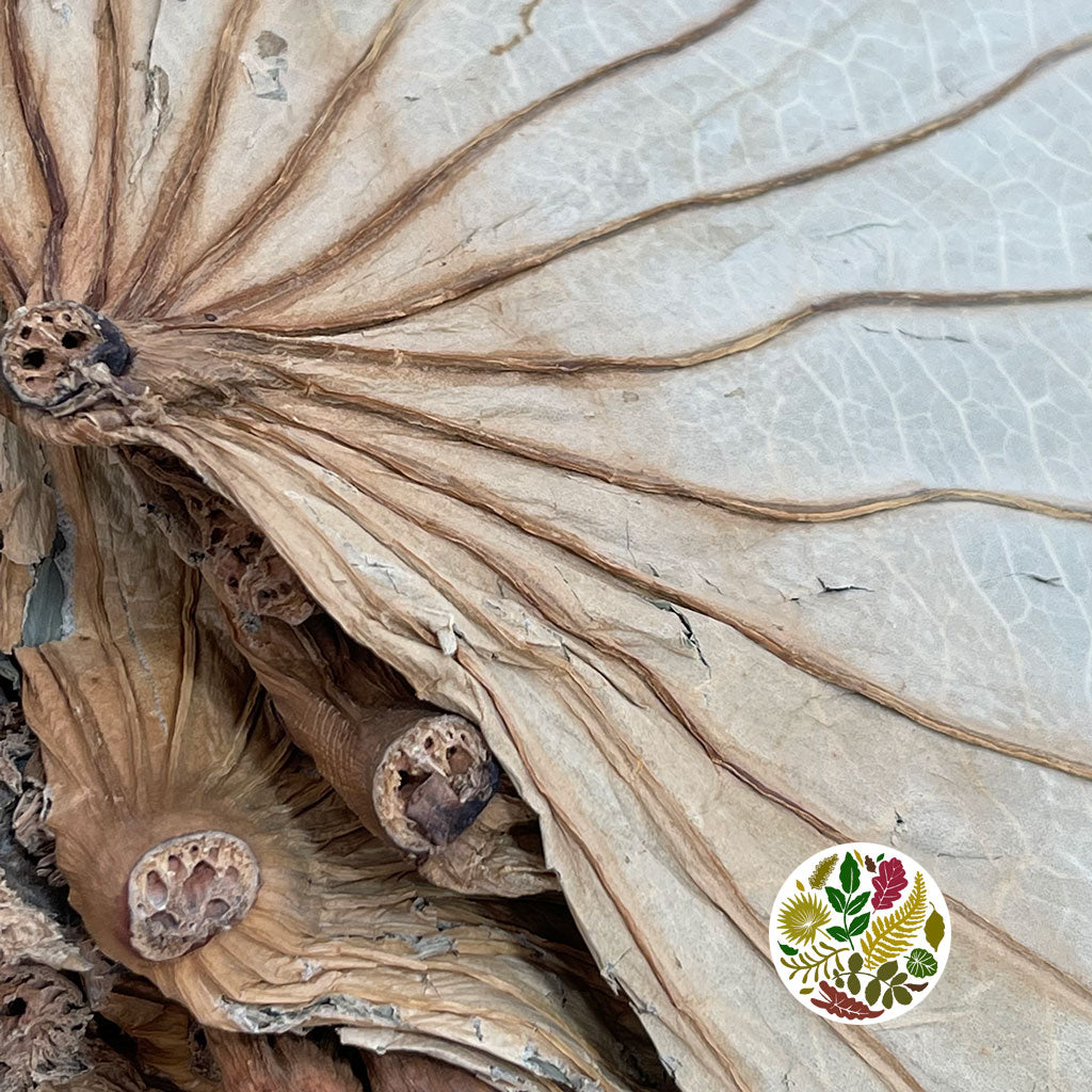 Lotus 'Leaves' (DRY) (x10)