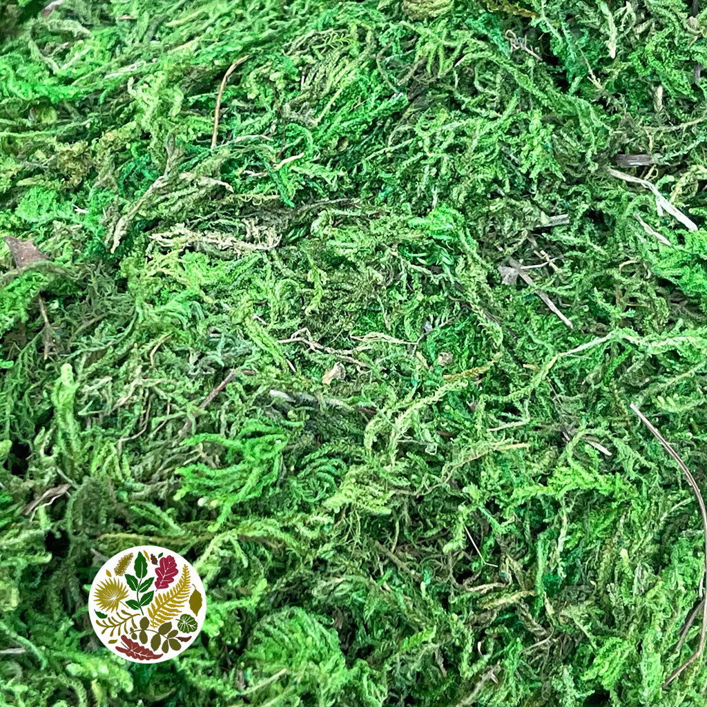 Moss &#39;Asia&#39; (DRY) (250g)