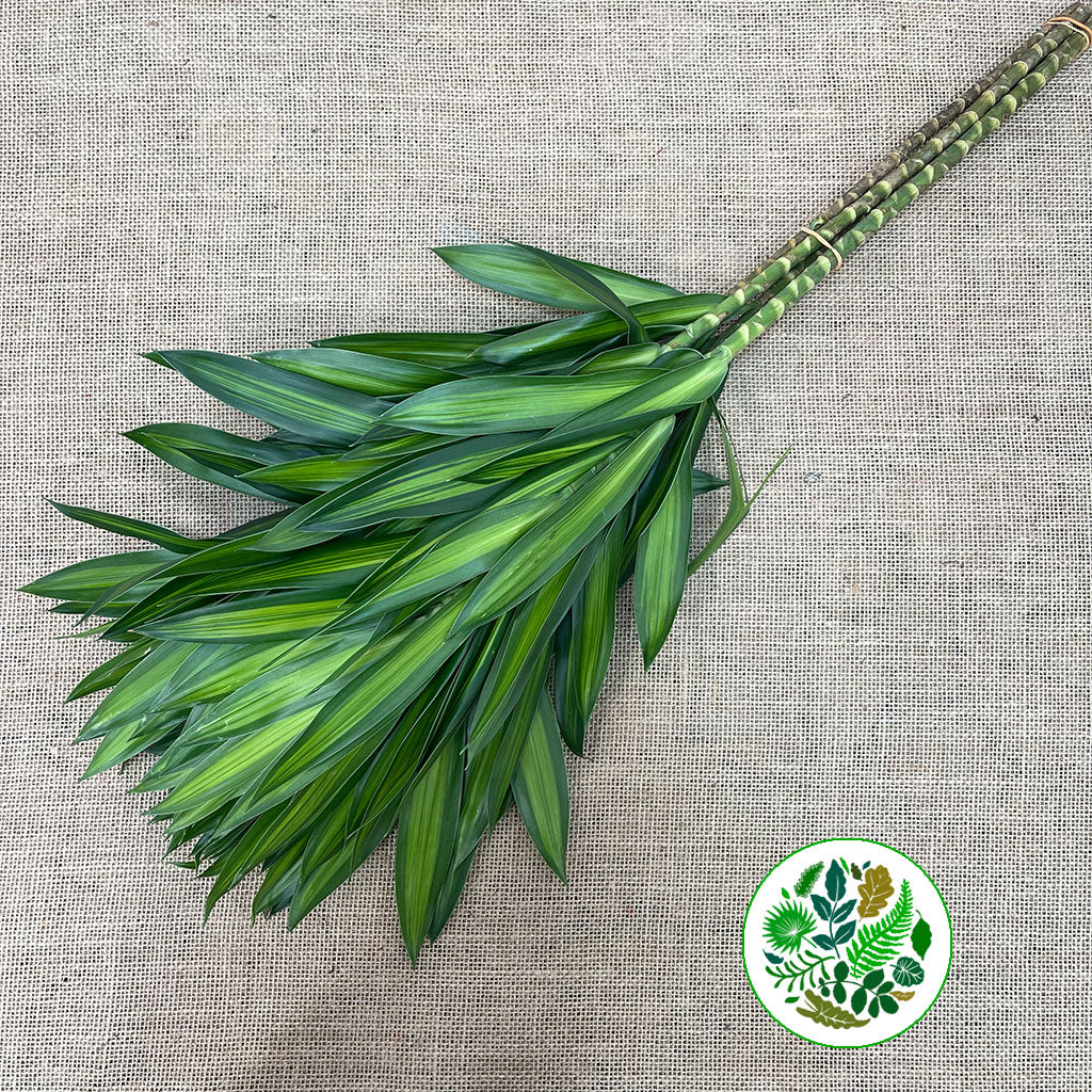 Dracena Pleomele Reflexa &#39;Song of Jamaica&#39; 70cm (x5)