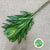 Dracena Pleomele Reflexa 'Song of Jamaica' 70cm (x5)