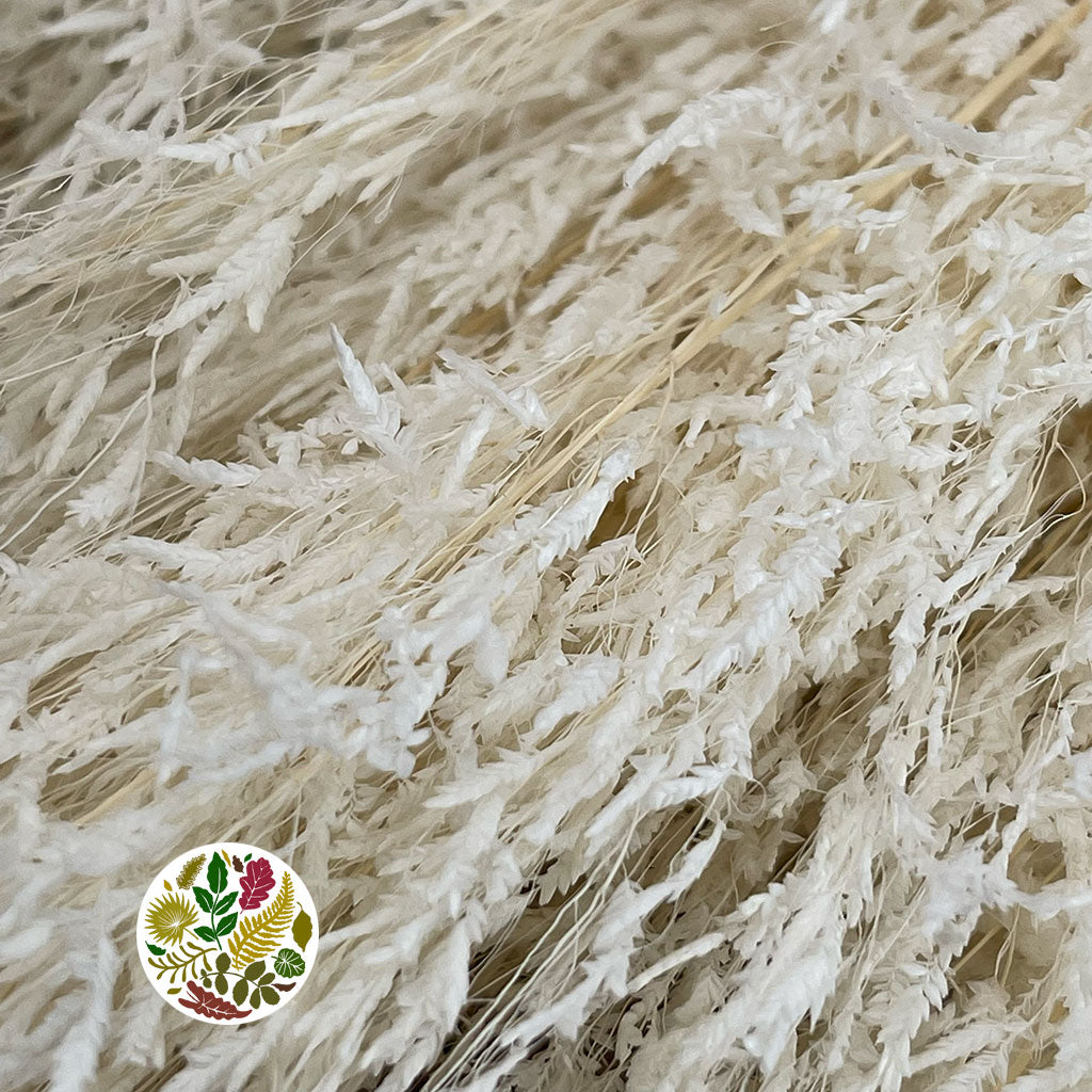 Grass 'Munni' (Baby Breath) (Bleached) (DRY) (100g)