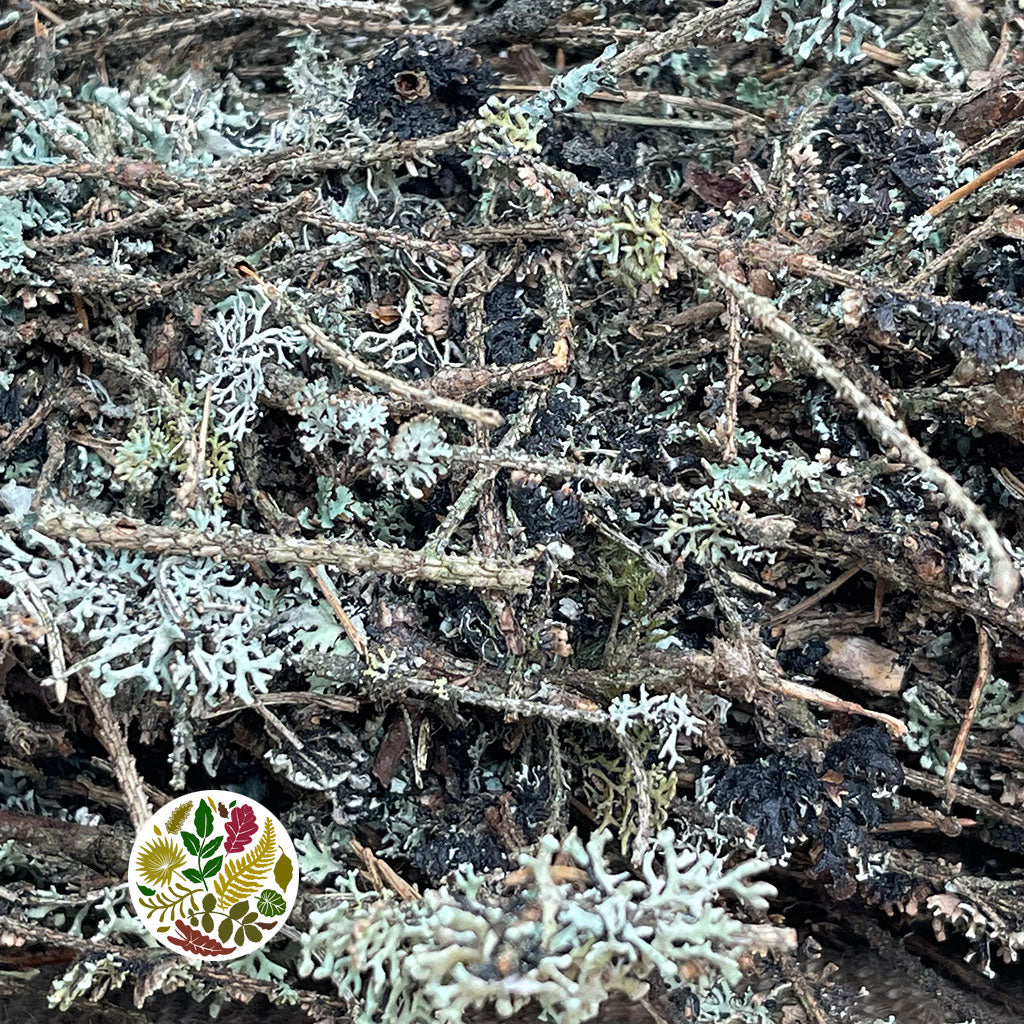Wreath &#39;Lichen Twig&#39; (Wild) (Lichen) (DRY) (Various Sizes)