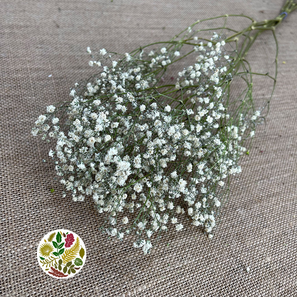 Gypsophila (Natural) (DRY)