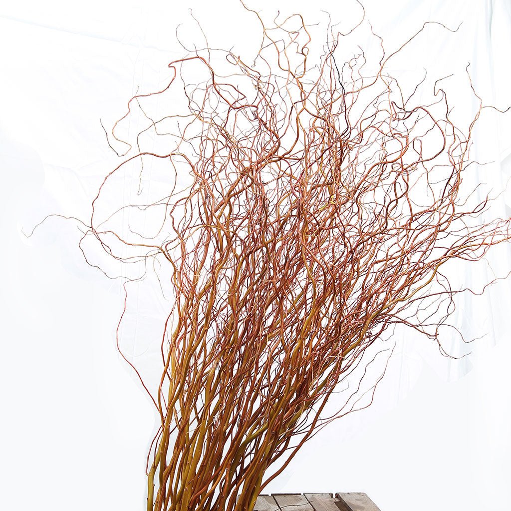 Salix &#39;Golden Curls&#39; (Various Lengths)