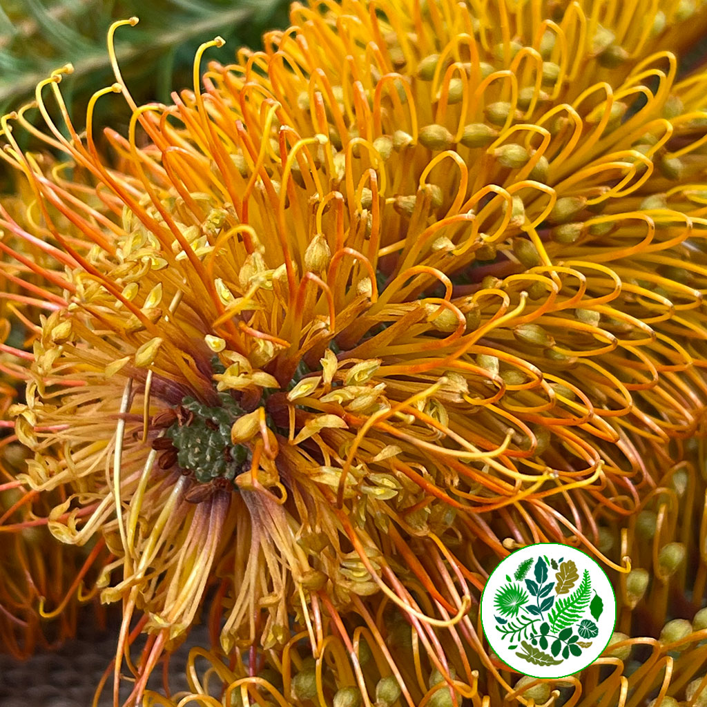 Protea &#39;Banksia&#39; (Ericifolia) 40cm (Per Stem)