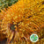 Protea 'Banksia' (Ericifolia) 40cm (Per Stem)