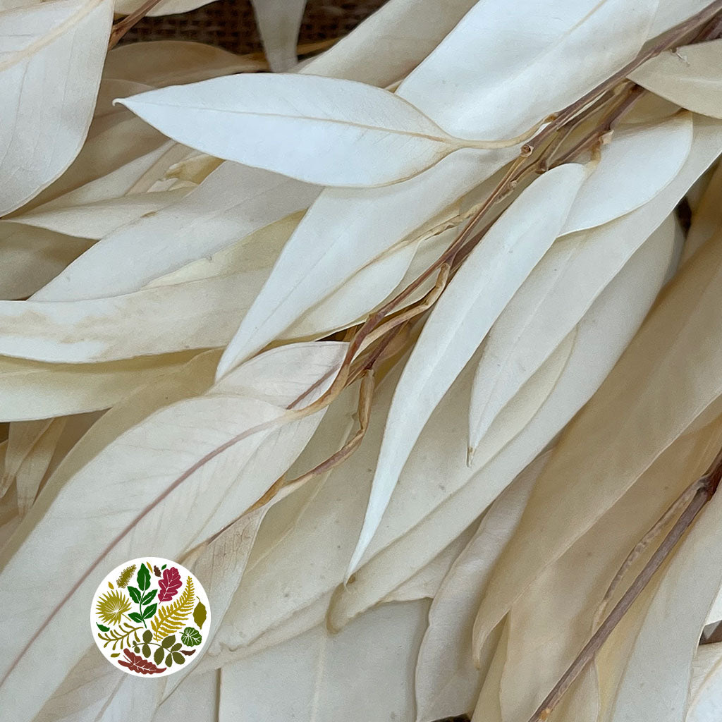 Eucalyptus 'Willow' (Bleached) (DRY)