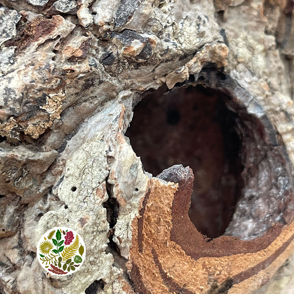 Cork Bark &#39;Cylinders&#39; (Small Round) (DRY)