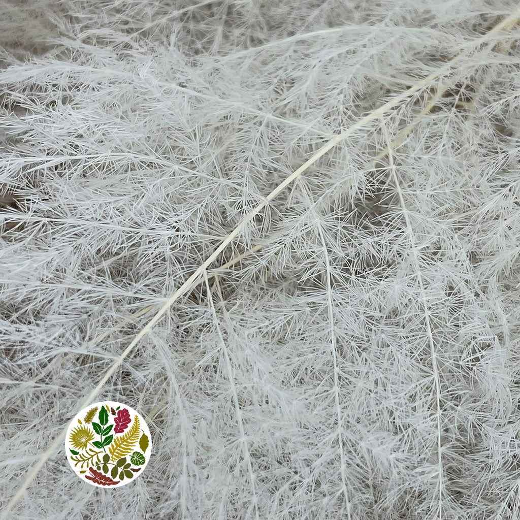 Asparagus (Bleached) (White) (DRY) 30cm (x5)