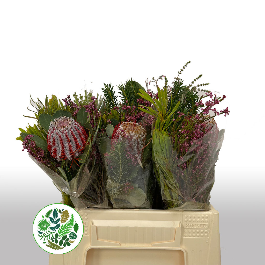 Protea 'BQ' (Coccinea) (SFB) 40cm