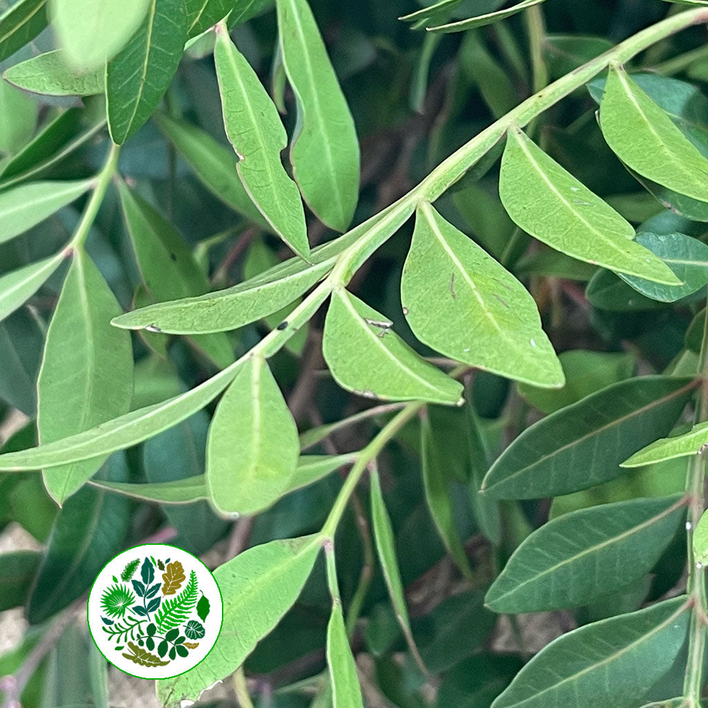 Pistache 'Italian' (Various Sizes)